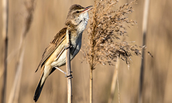 Драздовая чаротаўка, Фота Уладзіміра Бондара, birdwatch.by