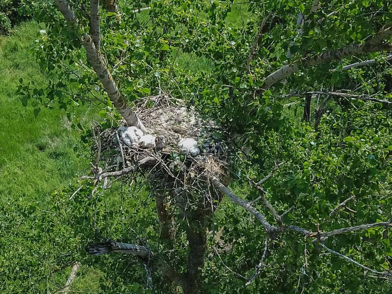 Гняздо магільніка ў 2023 годзе – у цэнтры птушаня канюха. Фота Horváth Márton