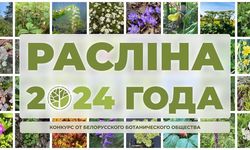 конкурс “Расліна 2024 года”