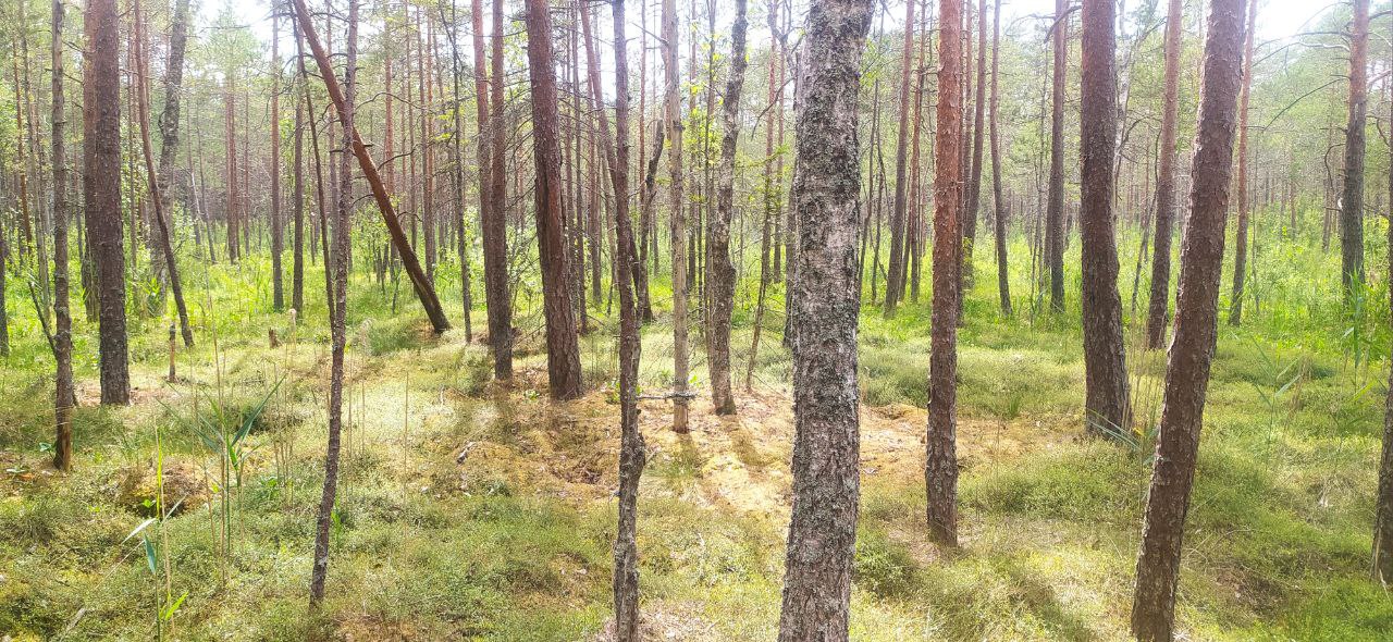 Галубіцкая пушча. Фота Вадзіма Пракапчука