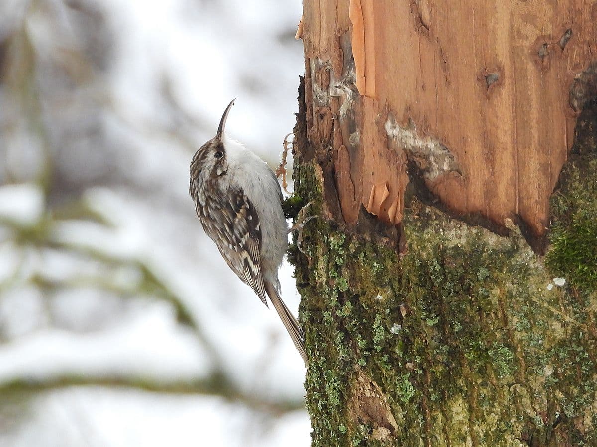 Короткопалая пищуха
