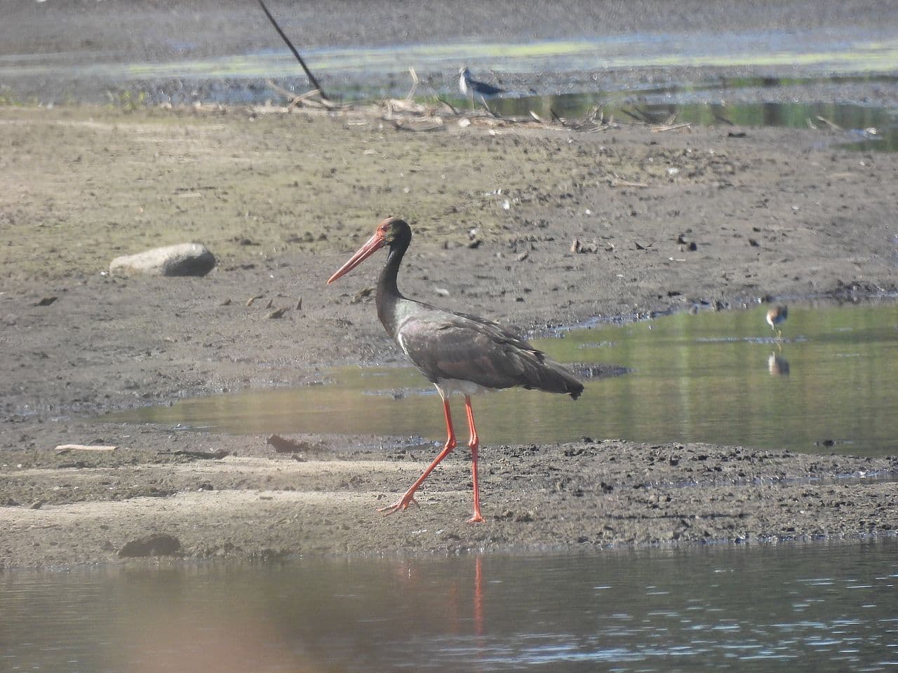 Черный аист. Фото Александра Винчевского, Дикая природа_