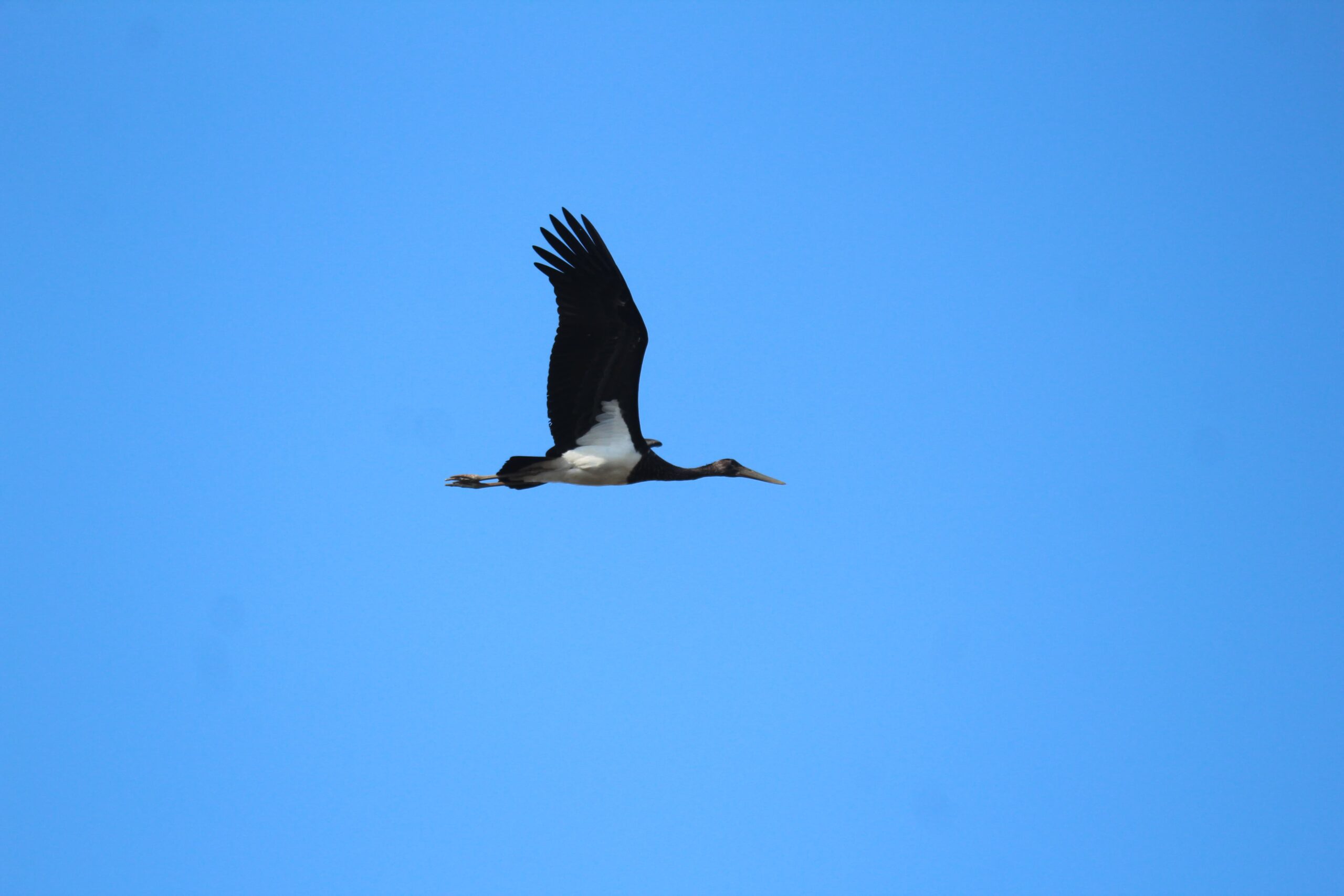 Молодой черный аист (1-й год) в полете. Фото Александра Винчевского, Дикая природа