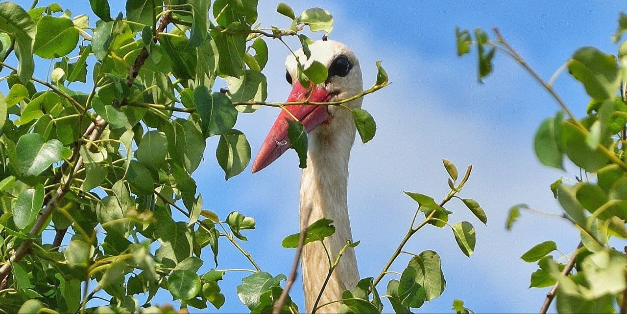 Белы бусел. Фота Марыны Сапяжынскай