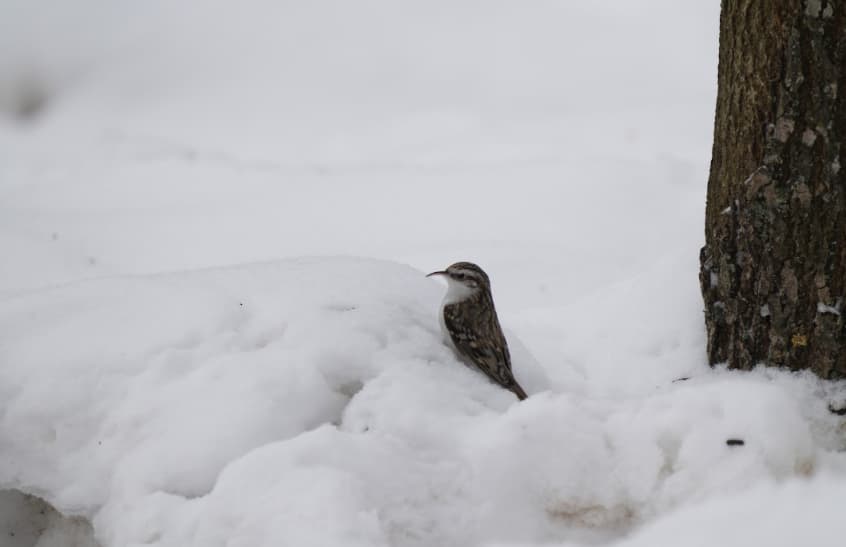 Пищуха. Фото Сергея Одновала, команда Три птички