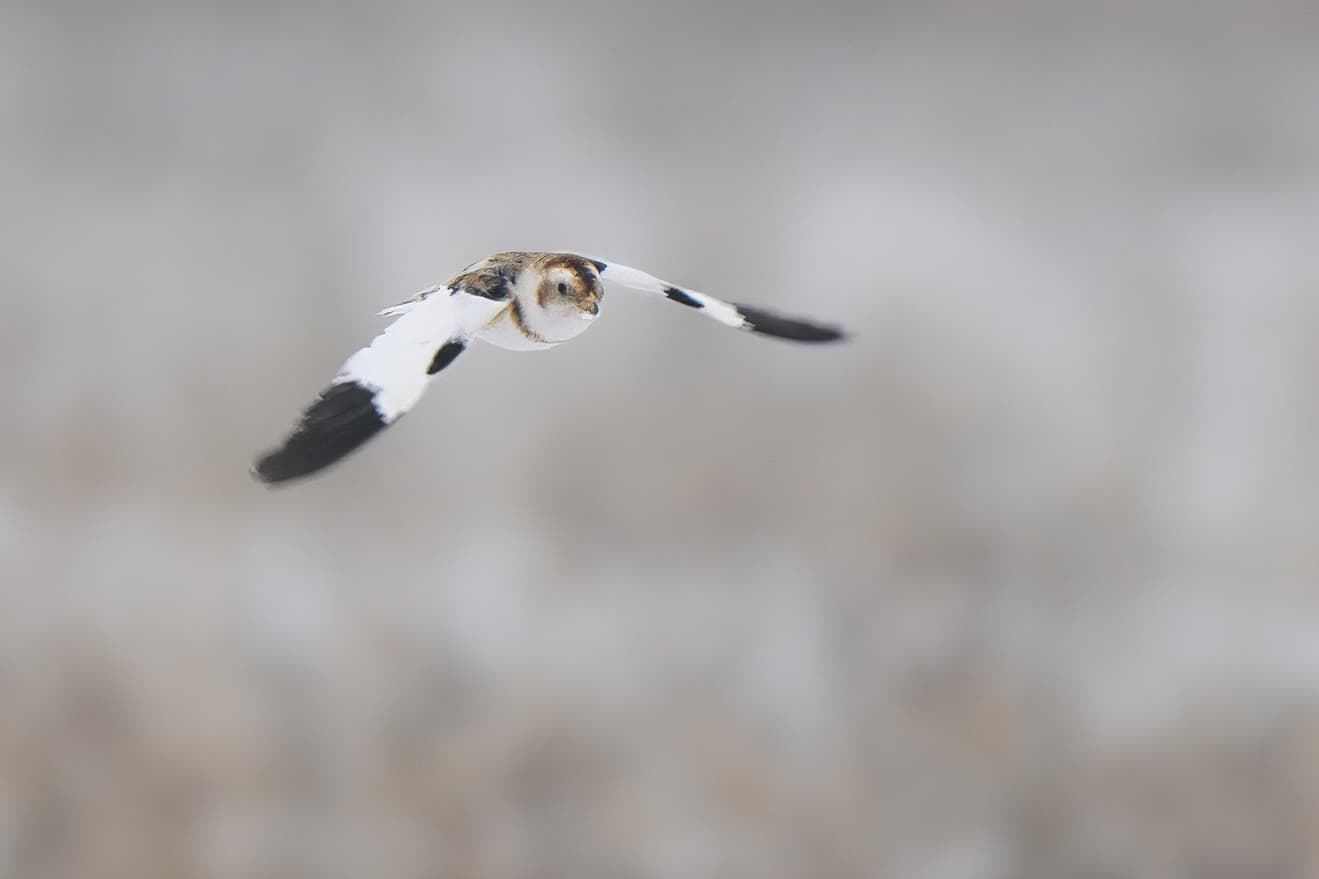 Пуночка. Фото Олега Алексевича