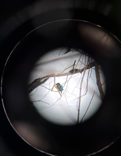 Зимородок, снятый на смартфон Виолеттой Луцевич