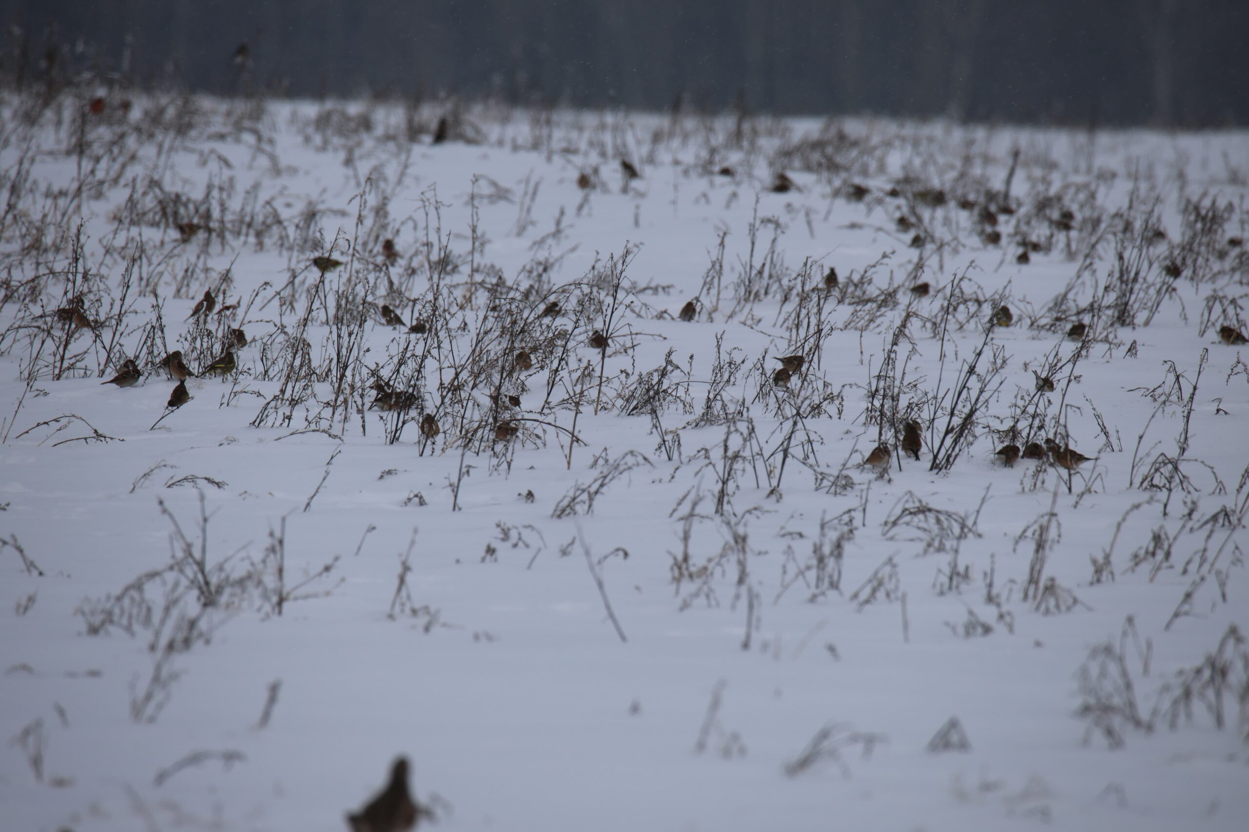 Супербазар Роман Шашко (1)