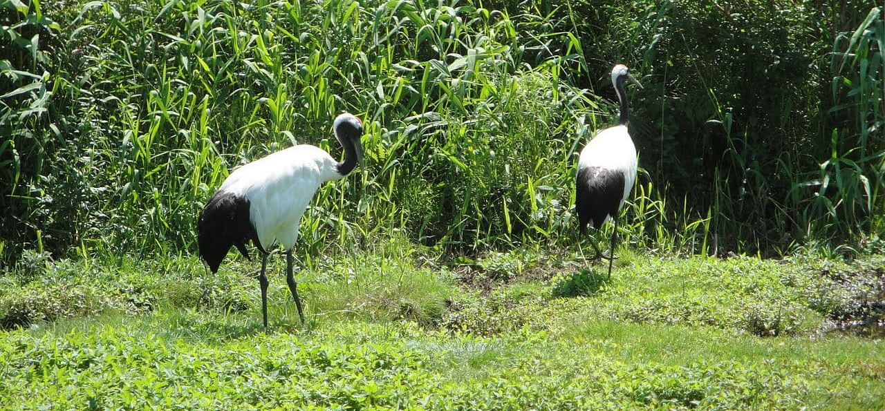 Японские журавли в нацпарке Кусиро. Фото Tzuhsun Hsu, Wikimedia Commons