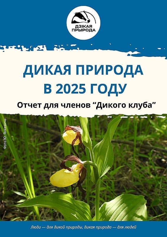Отчет для членов Дикого клуба 2025