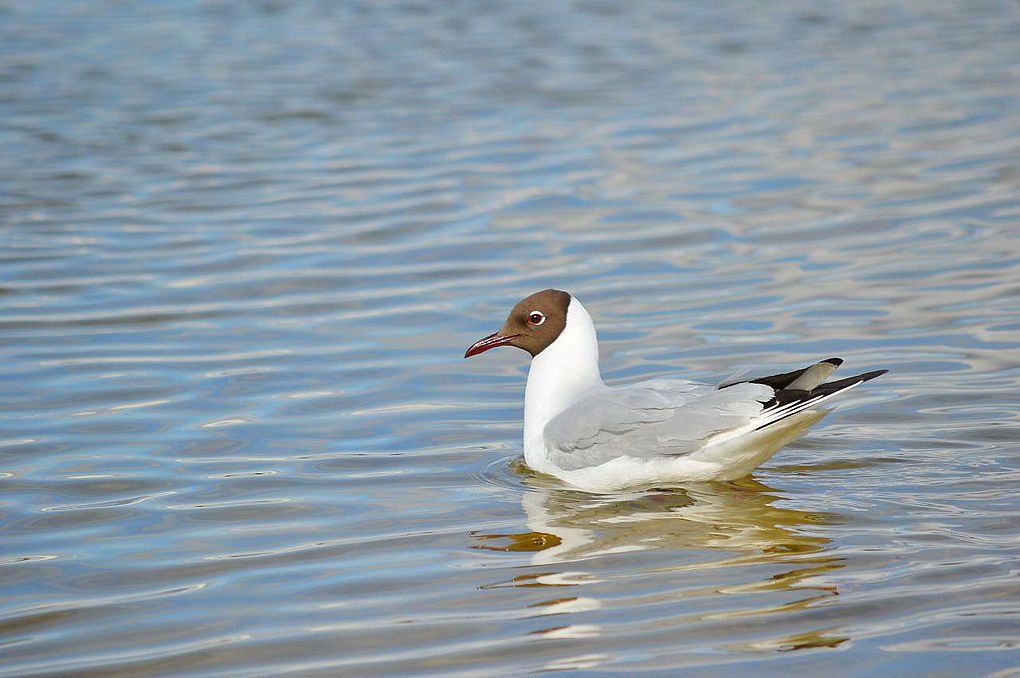 Озерная чайка